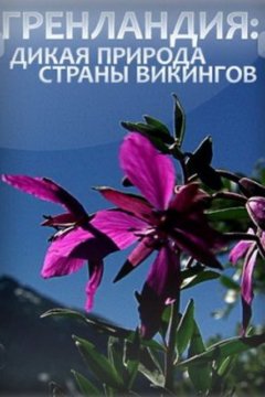 Постер: Гренландия: Дикая природа страны викингов